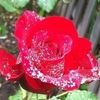 ruthieb_123